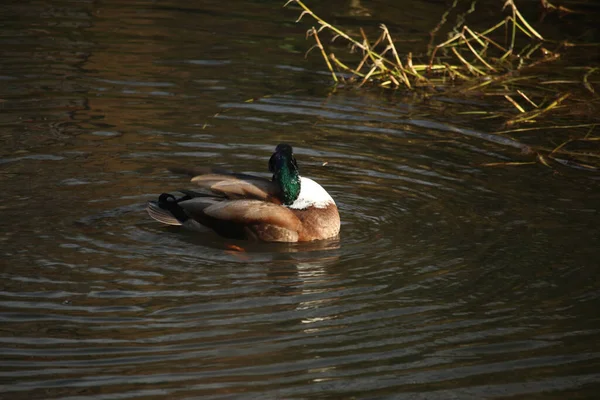 Mallards Playing Water River — Stock Photo, Image