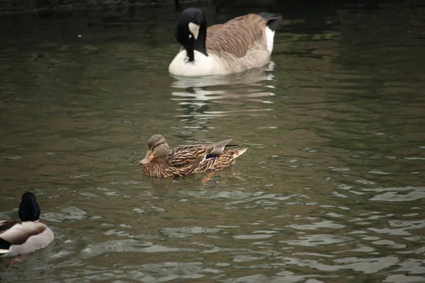 Stockenten Spielen Auf Dem Wasser Fluss — Stockfoto