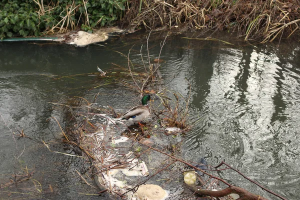 Stockenten Spielen Auf Dem Wasser Fluss — Stockfoto