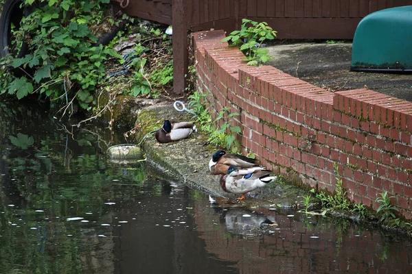 Stockenten Spielen Auf Dem Wasser Fluss — Stockfoto