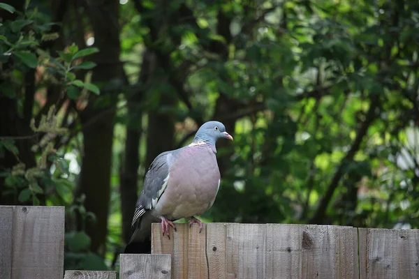 Pombo Escapou Para Natureza — Fotografia de Stock