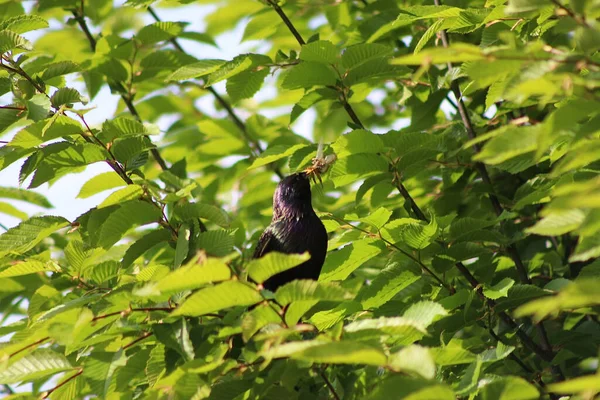 Perching Tree Observing World — Stock Photo, Image