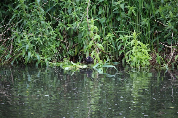 Coots Moorhens Salpicando Redor — Fotografia de Stock