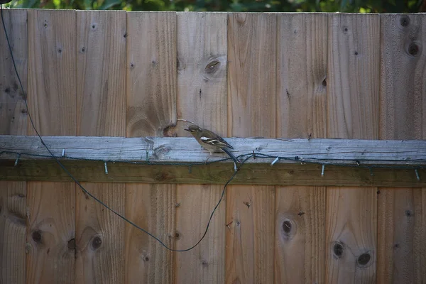 Songbirds Brincando Natureza — Fotografia de Stock