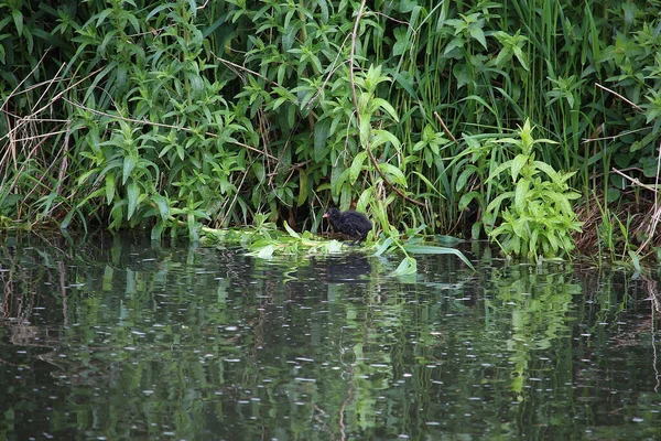 Coots Moorhens Pluskają Się Dookoła — Zdjęcie stockowe