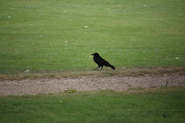 Songbirds Frolicking Wild — Stock Photo, Image