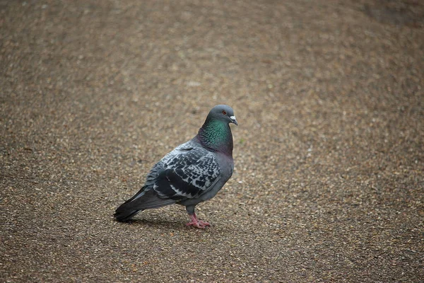 Pombo Escapou Para Natureza — Fotografia de Stock