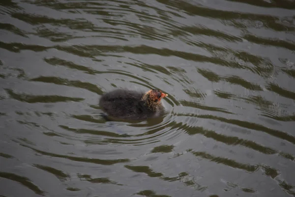 Coots Moorhens Fröccsenő Körül — Stock Fotó