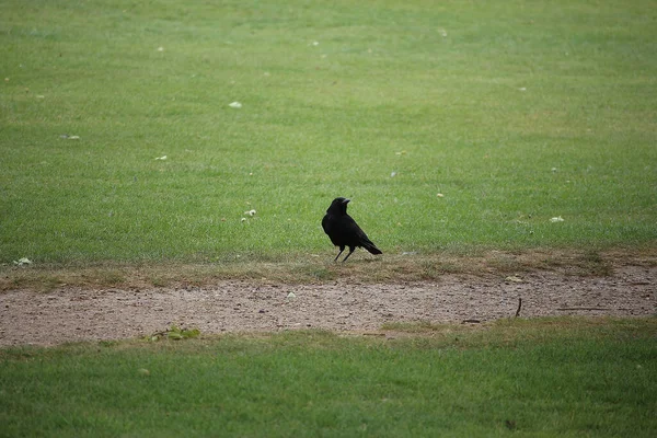 Songbirds Brincando Natureza — Fotografia de Stock