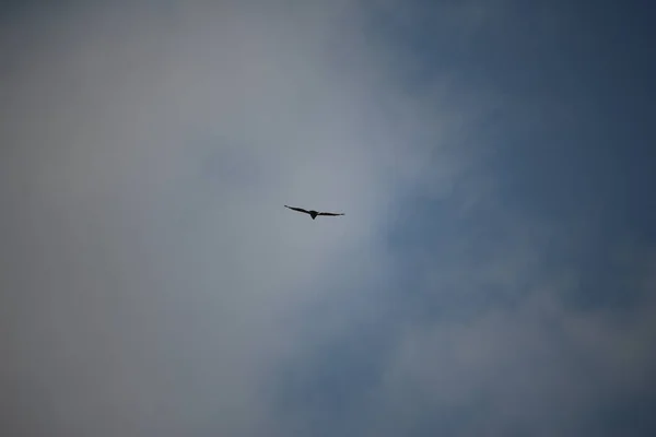 Voando Pelo Subindo Vento — Fotografia de Stock