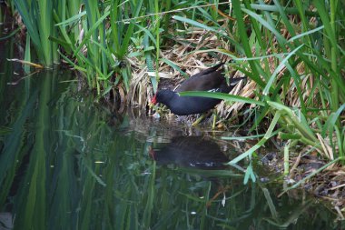 Coots ve Moorhens etrafa su sıçratıyor.
