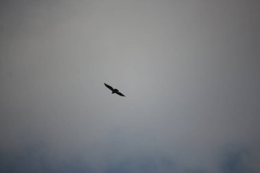 Havada uçuyor ve rüzgarda süzülüyor.