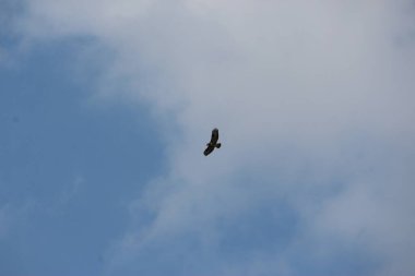 Havada uçuyor ve rüzgarda süzülüyor.