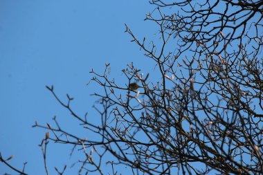 Ağaca tünemiş dünyayı izliyordum. 