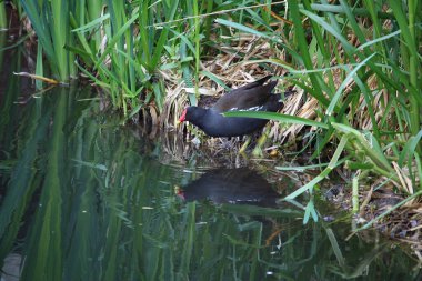 Coots ve Moorhens etrafa su sıçratıyor.