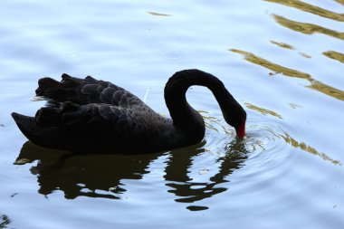 Güzel görkemli kuğu suda süzülüyor