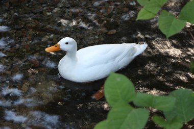 Kaz Lea nehrinin kıyılarını keşfediyor.