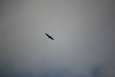 Havada uçuyor ve rüzgarda süzülüyor.