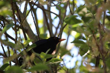 Ağaca tünemiş dünyayı izliyordum. 