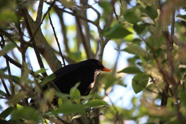Ağaca tünemiş dünyayı izliyordum. 