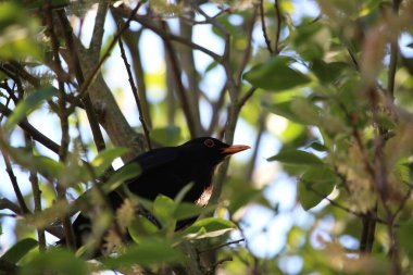 Ağaca tünemiş dünyayı izliyordum. 