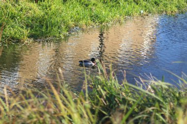 Nehirdeki sularda oynayan yaban ördekleri.
