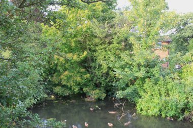 Nehirdeki sularda oynayan yaban ördekleri.