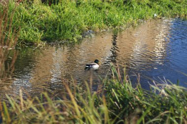 Nehirdeki sularda oynayan yaban ördekleri.