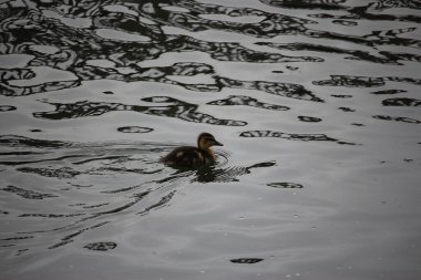 Coots ve Moorhens etrafa su sıçratıyor.