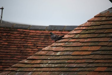 Güvercin vahşi doğaya kaçtı.