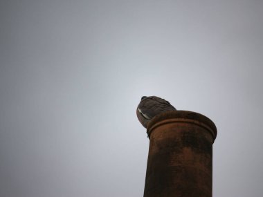 Güvercin vahşi doğaya kaçtı.