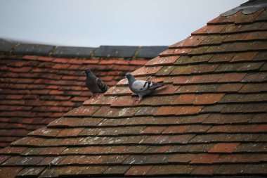 Güvercin vahşi doğaya kaçtı.