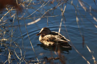 Nehirdeki sularda oynayan yaban ördekleri.