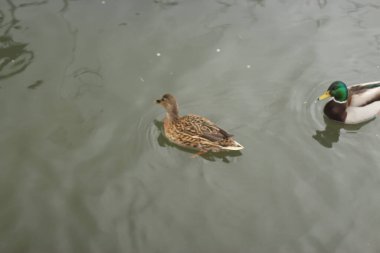 Nehirdeki sularda oynayan yaban ördekleri.