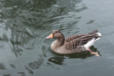 Kaz Lea nehrinin depolarını keşfediyor.