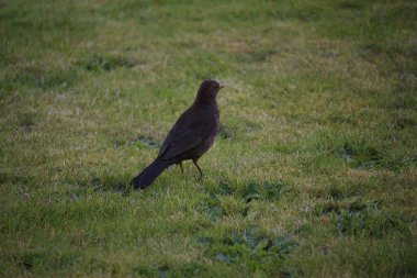 Vahşi doğada şakıyan ötücü kuşlar