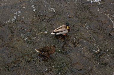 Nehirdeki sularda oynayan yaban ördekleri.