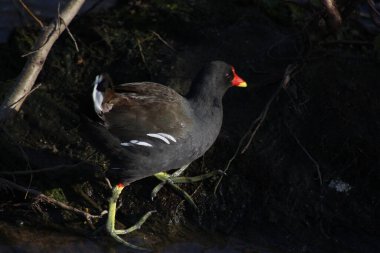 Coots ve Moorhens etrafa su sıçratıyor.