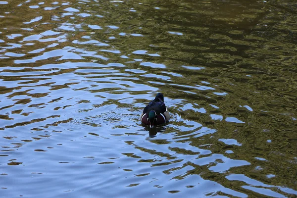 Germani Reali Che Giocano Sull Acqua Nel Fiume — Foto Stock