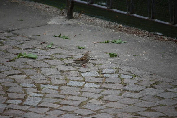 Songbirds Brincando Natureza — Fotografia de Stock