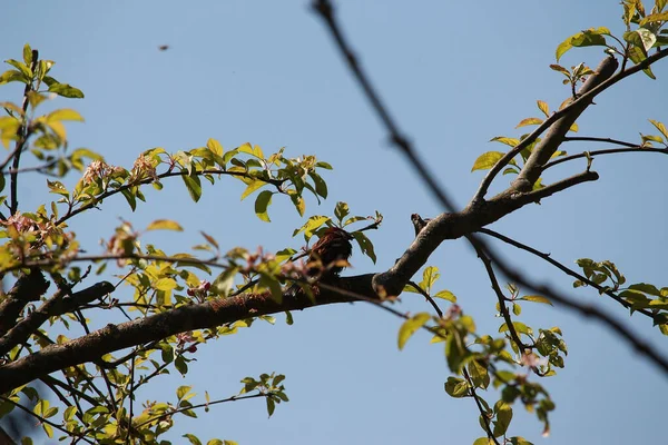 Perching Tree Observing World — Stock Photo, Image