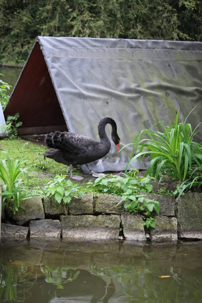 Schöner Majestätischer Schwan Gleitet Durch Das Wasser — Stockfoto