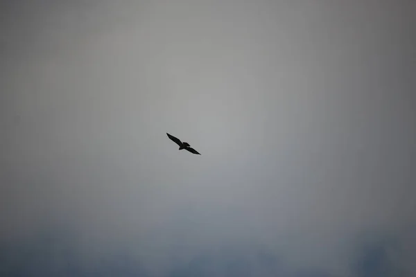 空を飛んで風に舞い上がる — ストック写真