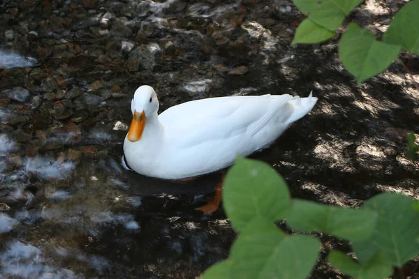 Oca Esplorare Rive Del Fiume Lea — Foto Stock