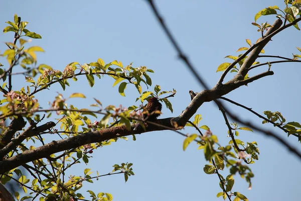 Perching Tree Observing World — Stock Photo, Image