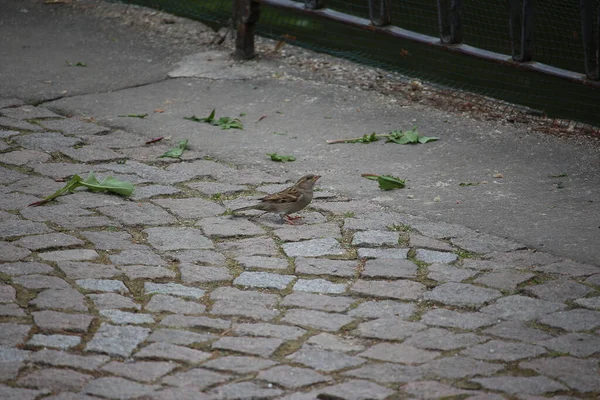 Songbirds Brincando Natureza — Fotografia de Stock