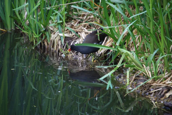 Blässhühner Und Mohrhühner Planschen Herum — Stockfoto