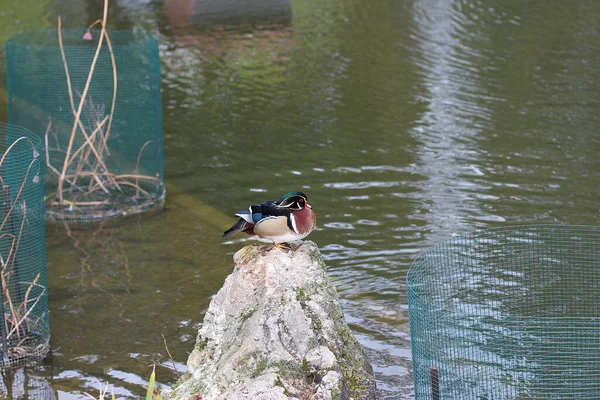 Bunte Mandarinenente Schwimmt Fluss — Stockfoto