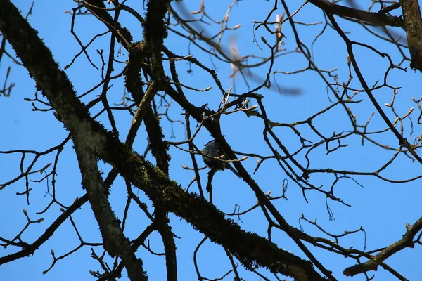 Appollaiarsi Sull Albero Osservando Mondo — Foto Stock