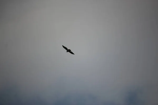 Flyger Genom Luften Och Svävar Vinden — Stockfoto